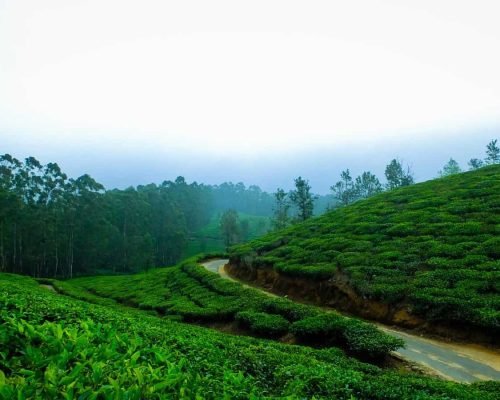 Best Restaurant Near Munnar